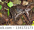Beautiful mountain brown frog 134172173