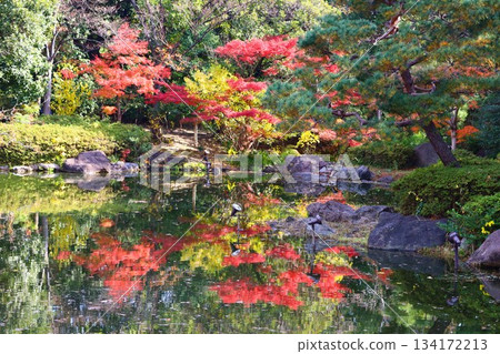 Autumn scenery of autumn leaves in the pond in Shiratori Garden Autumn scenery of autumn leaves in the pond in Shiratori Garden 134172213