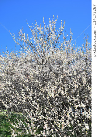 碧空如洗,白梅盛開-早春來臨。 碧空如洗,白梅盛開-早春來臨。 134172267