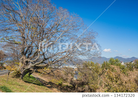 Winter-dead trees along the Katsura River, Kyoto City Winter-dead trees along the Katsura River, Kyoto City 134172320