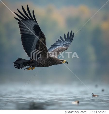 AI generated Silent hunter over water, Predatory eagle hovers low above rippling lake AI generated Silent hunter over water, Predatory eagle hovers low above rippling lake 134172345