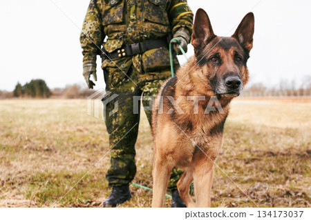 Portrait, focus and german shepherd or service dog or security in uniform and male soldier with puppy on leash outdoors. Military, courage and pet ready for army mission or tactical recruit in gear 134173037