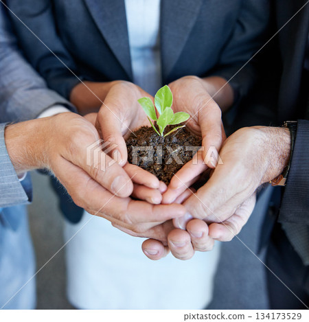 Hands, business people or group with seedling, plant or together for support, helping hand and trust in office. Men, women and sustainable startup with soil, solidarity and teamwork for development Hands, business people or group with seedling, plant or together for support, helping hand and trust in office. Men, women and sustainable startup with soil, solidarity and teamwork for development 134173529