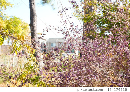 紫花 紫花 134174316