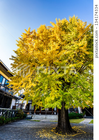 Autumn leaves of the large ginkgo tree at Koeiji Temple [Nagasaki City] 134174334
