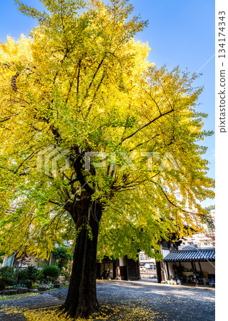 Autumn leaves of the large ginkgo tree at Koeiji Temple [Nagasaki City] 134174343