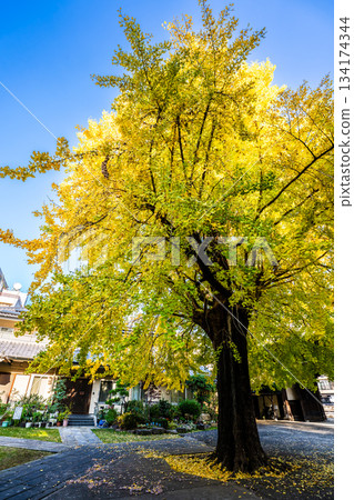 Autumn leaves of the large ginkgo tree at Koeiji Temple [Nagasaki City] 134174344