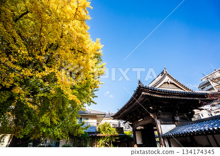Autumn leaves of the large ginkgo tree at Koeiji Temple [Nagasaki City] 134174345