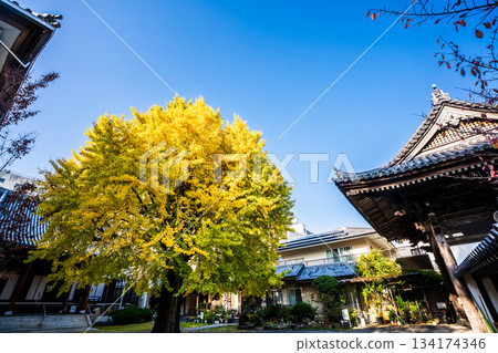 高永寺大銀杏樹的秋葉【長崎市】 134174346