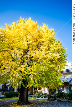 高永寺大銀杏樹的秋葉【長崎市】 134174347