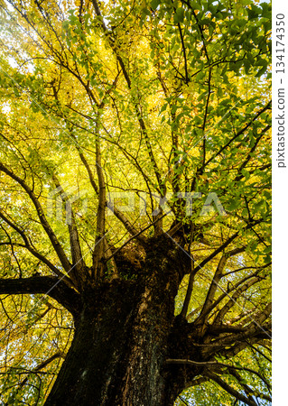 Autumn leaves of the large ginkgo tree at Koeiji Temple [Nagasaki City] 134174350