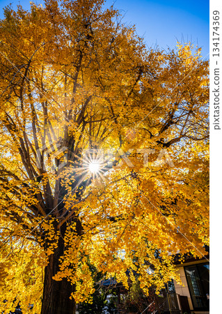 Autumn leaves of the large ginkgo tree at Koeiji Temple [Nagasaki City] 134174369