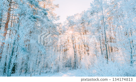 Sunset Sunrise Sun Sunshine In Sunny Winter Snowy Coniferous Forest. Sunlight Through Woods In Winter Forest Landscape. Sunset Sunrise Sun Sunshine In Sunny Winter Snowy Coniferous Forest. Sunlight Through Woods In Winter Forest Landscape. 134174813