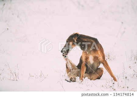 Hunting Sighthound Hortaya Borzaya Dog Licking His Paw At Winter Day In Snowy Field During Hare-hunting Hunting Sighthound Hortaya Borzaya Dog Licking His Paw At Winter Day In Snowy Field During Hare-hunting 134174814