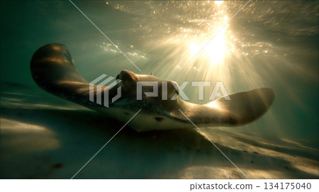 光線在水中跳躍，金色的光芒穿透水面——一幅奇妙的水下景象 134175040