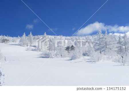 Spectacular winter scenery of the frost-covered trees on the slopes of Mt. Nekodake 134175152