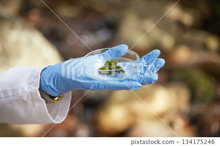 Science, nature and hands with moss sample for inspection, environmental and ecosystem study. Agriculture, biology and scientist with petri dish in forest for analysis, research and growth data 134175246