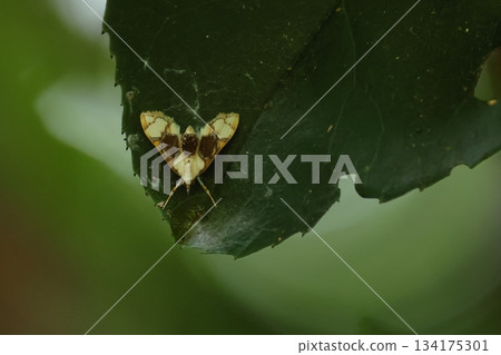 生物，昆蟲，南方的蛾。圖案有多種變化，有些沒有水平條紋，只有白色背景上的線條。 134175301