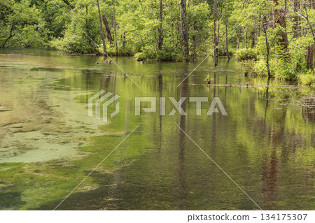 Tashiro Pond surrounded by fresh greenery Tashiro Pond surrounded by fresh greenery 134175307