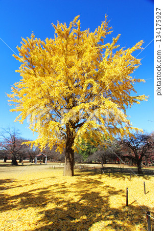 Autumn leaves of Yoyogi Park 134175927