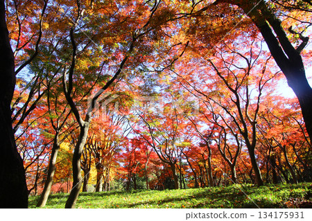 Fall of Kitanomaru Park 134175931