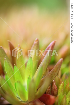 Tsumen Lange Tsumen Lange 134176099