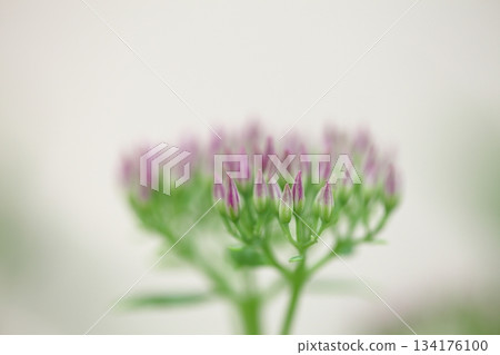 津輕雪谷花蕾 134176100