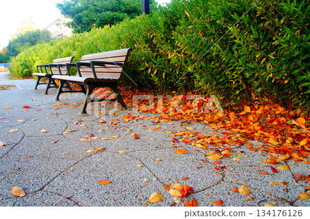Momochihama, Fukuoka City, Fukuoka Prefecture, benches and fallen leaves behind the Fukuoka City Public Library_3 134176126