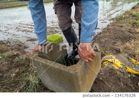 在水渠裡沖掉插秧時沾滿泥土的靴子。 134176326
