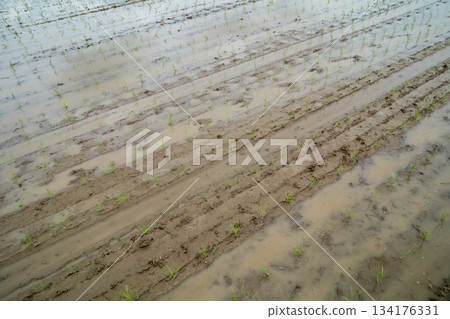 paddy field, rice field, paddy 134176331