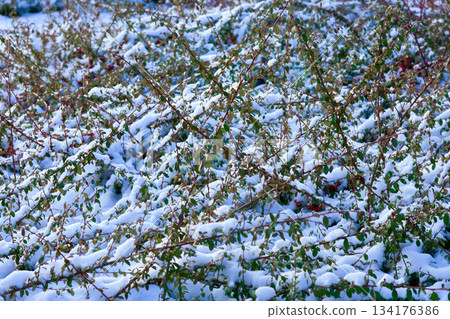 Early snow fell, covering the green bushes 134176386