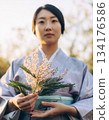 Mimosa flowers and Japanese woman in kimono 134176586