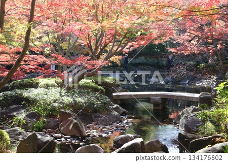 Otaguro Park, one of Tokyo's best autumn foliage gardens 134176802