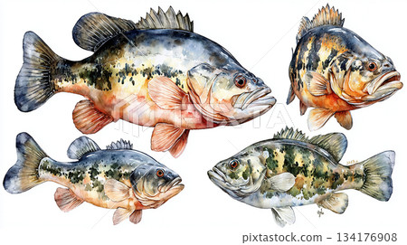 puppy yorkshire terrier on white background 134176908