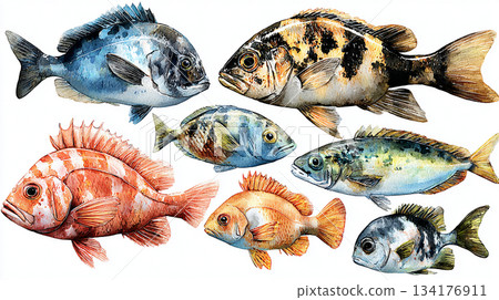 puppy yorkshire terrier on white background 134176911