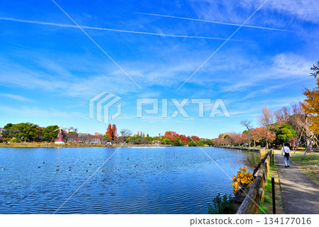 深秋的烏基馬公園：烏基馬池塘與風車 134177016