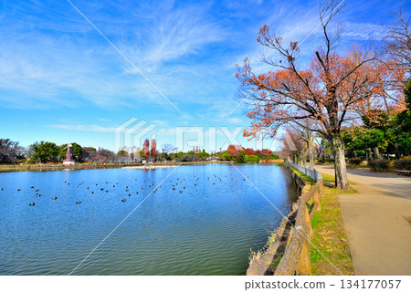 Ukima Park in late autumn: Ukima Pond and windmill 134177057