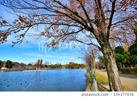 Ukima Park in late autumn: Ukima Pond and windmill 134177058