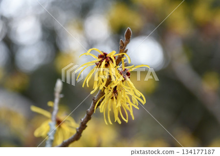 Chinese witch hazel Chinese witch hazel 134177187