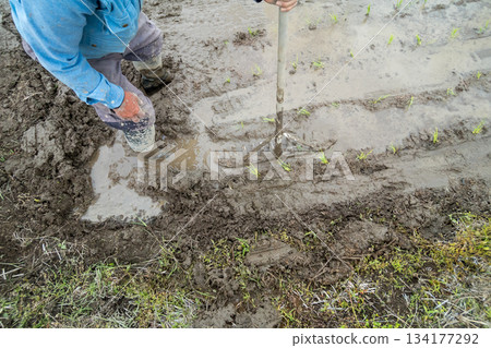 dragonfly, rice planting, paddy 134177292