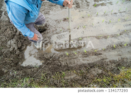 蜻蜓 水稻種植 水稻 134177293