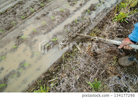 rice planting, paddy, male 134177298