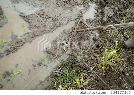 rice planting, paddy, male 134177305