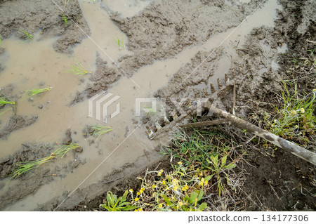 rice planting, paddy, paddy field 134177306