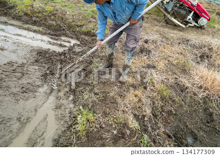 rice planting, paddy, male 134177309