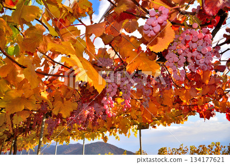 <Yamanashi Prefecture> Red grapes 134177621