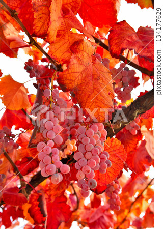 山梨縣:紅葡萄 山梨縣:紅葡萄 134177629
