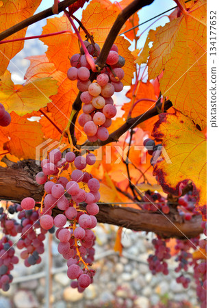<Yamanashi Prefecture> Red grapes <Yamanashi Prefecture> Red grapes 134177652
