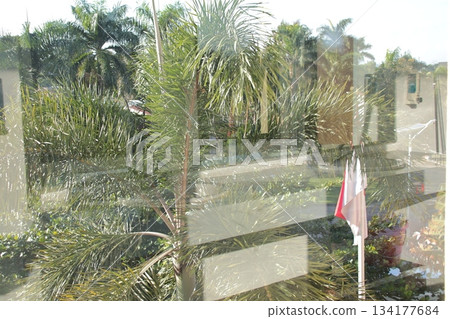 Tropical palm trees outside reflective window view. 134177684