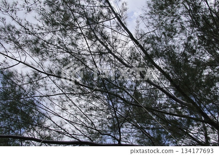 Tree branches silhouette against cloudy sky viewed from below. 134177693